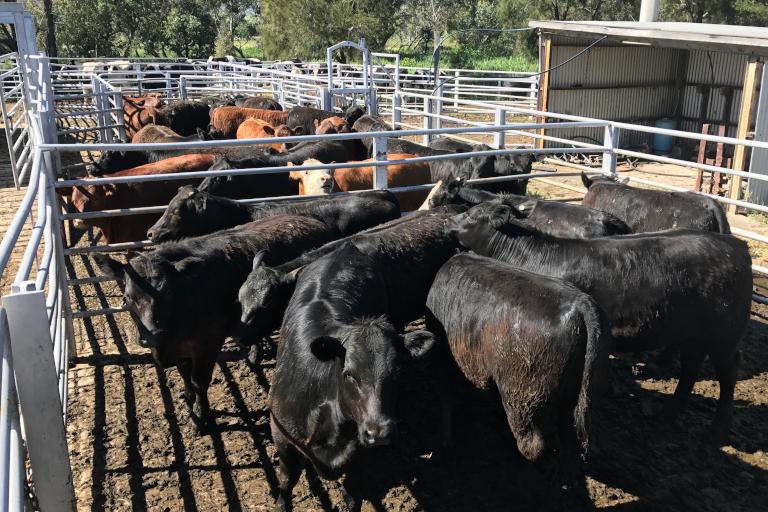 Cattle Live Weight Sales