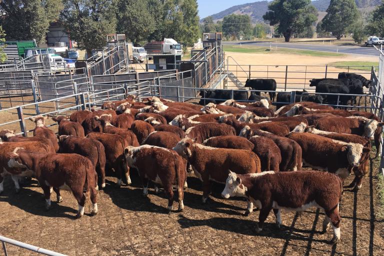 Corryong Cattle Yard - Sale