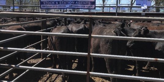 Corryong Livestock Sale September 2018