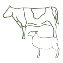Cow and Sheep